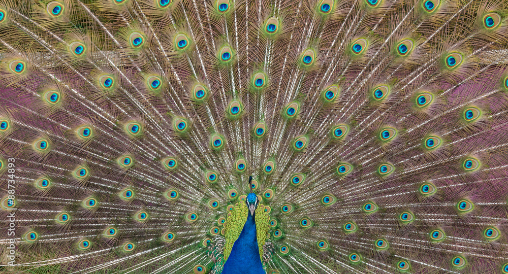 Obraz premium Peacock display