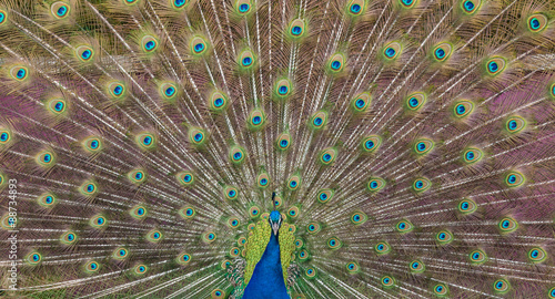 Peacock display