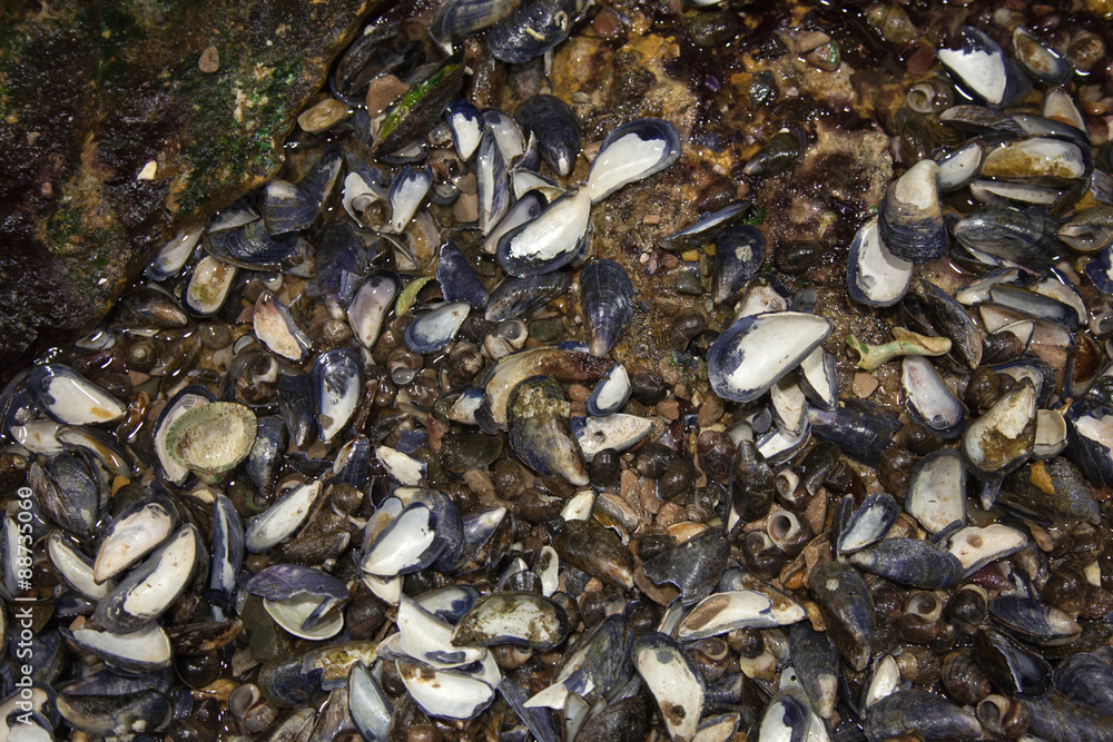 Many Shells Many Shells
