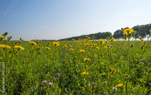 Wild flowers in sunlight in summer