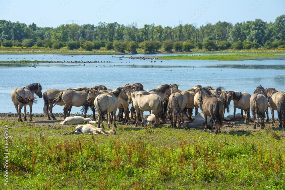 Fototapeta premium Herd of horses along the shore of a lake in summer