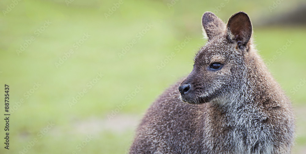 Fototapeta premium Wallaby
