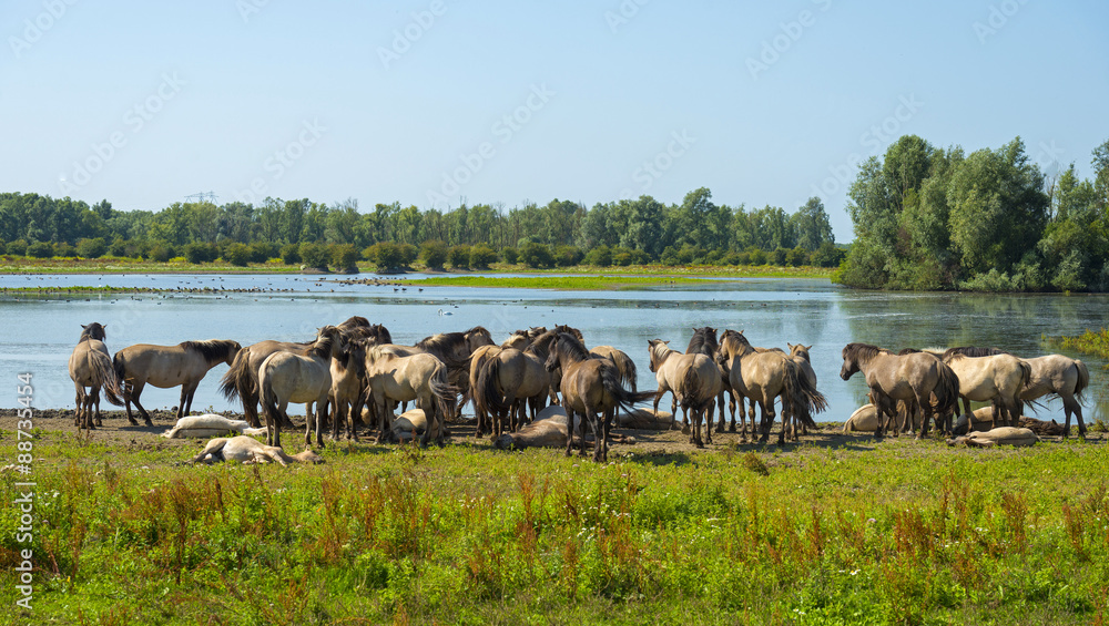 Obraz premium Herd of horses along the shore of a lake in summer
