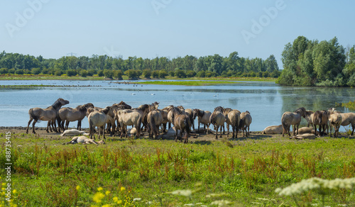 Fototapeta Naklejka Na Ścianę i Meble -  Herd of horses along the shore of a lake in summer