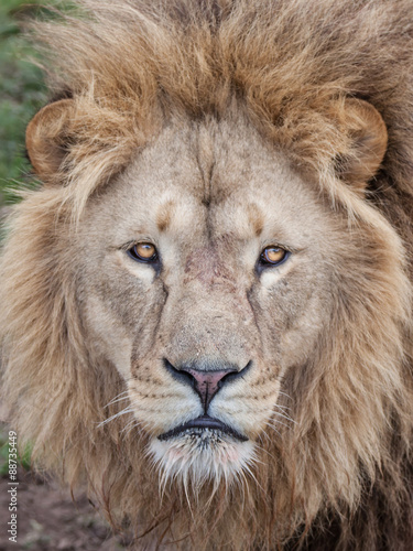 Lion head stare