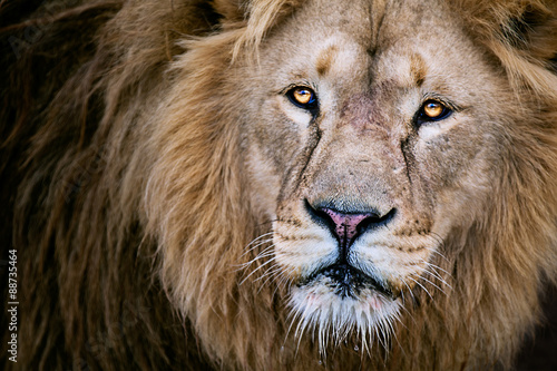 Fototapeta Naklejka Na Ścianę i Meble -  Lion close up
