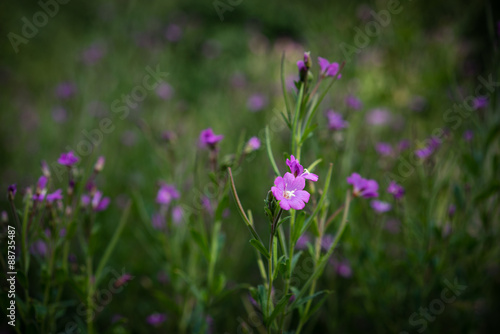 Violette Blüte in Nahaufnahme