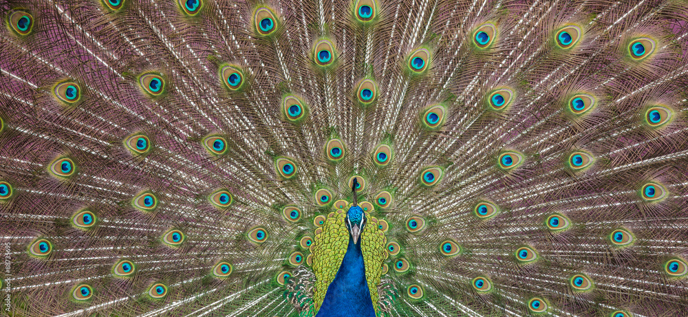 Obraz premium Peacock display