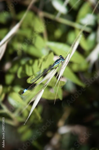 Bluetailed damsel fly