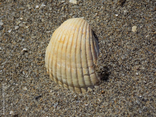 Shell on sandy beach