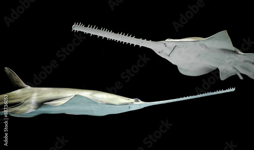 Green saw fish