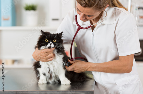 Veterinary by listening to a cat