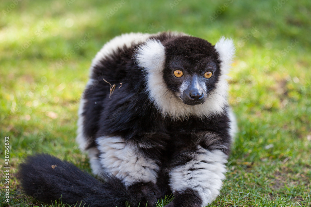 Naklejka premium Lemur