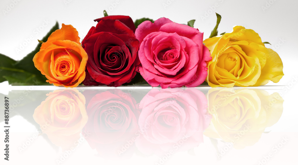 Fototapeta premium mixed roses relection