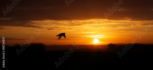Bird in flight at sunset