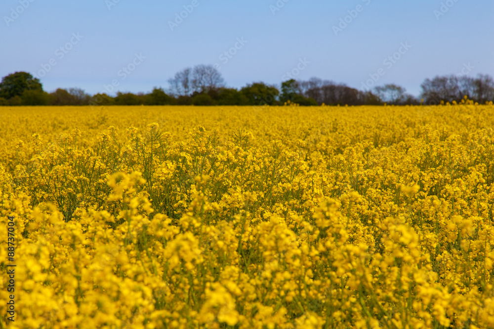 Yellow rape field with blue Sky Yellow rape field with blue Sky