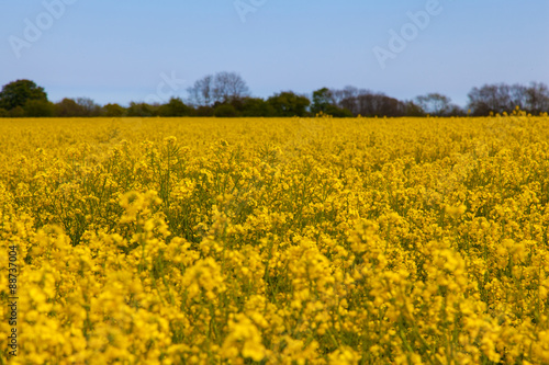 Yellow rape field with blue Sky