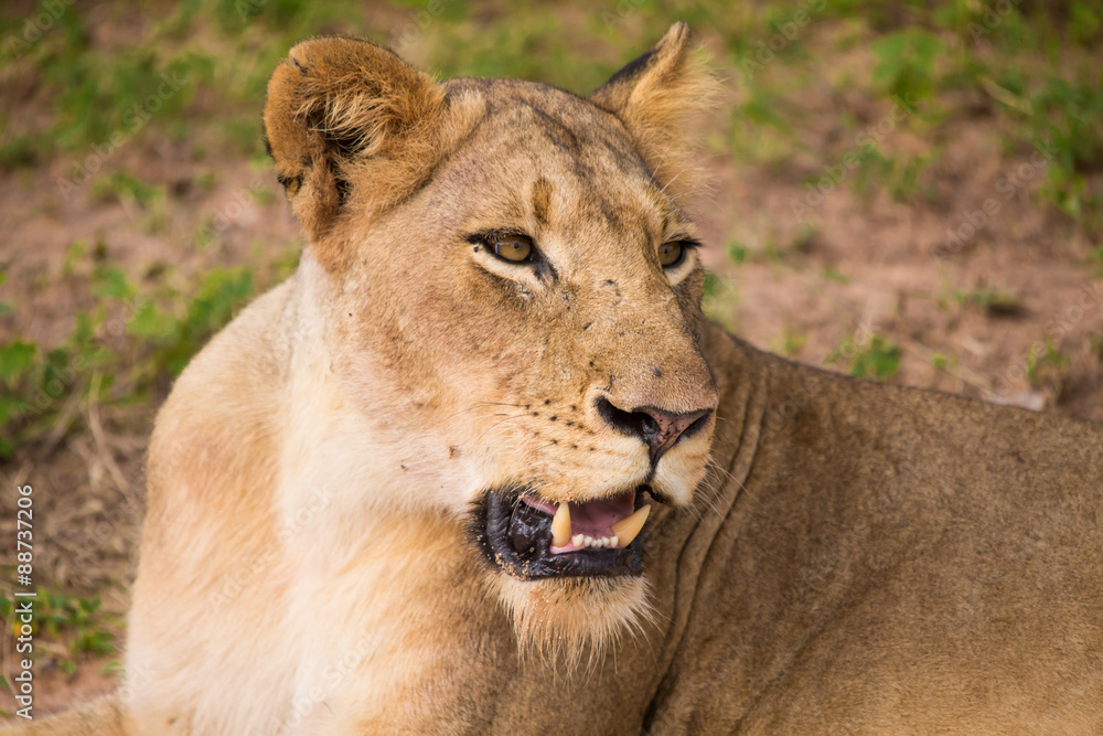 Lions at Sabi Sand Game Reserve Lions at Sabi Sand Game Reserve
