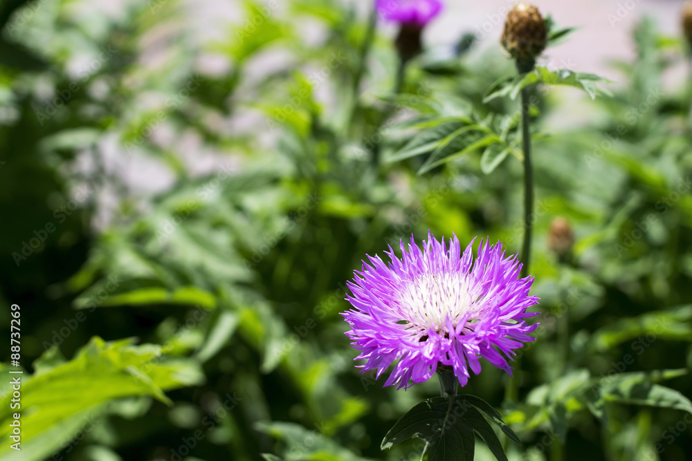 Purple flower in the garden on a green background Purple flower in the garden on a green background