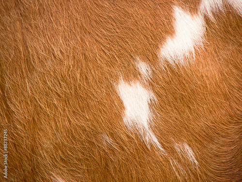 cow fur background (28) © 1stGallery