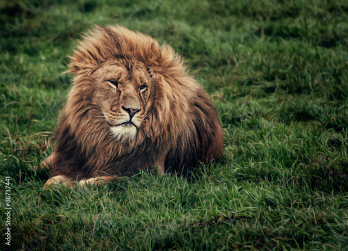 Fototapeta Naklejka Na Ścianę i Meble -  Lion on grass