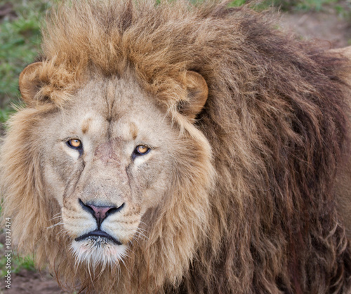 Lion stare at camera