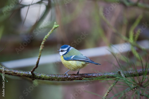 Blue tit on a branch © shaunwilkinson
