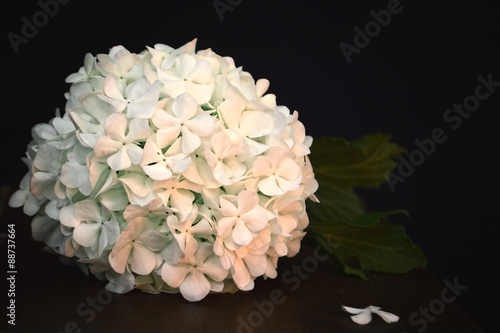  Condolence card. White hydrangea on black background