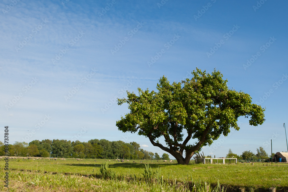 Obraz premium tree on the field against blue sky background