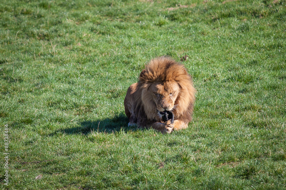 Naklejka premium Lion