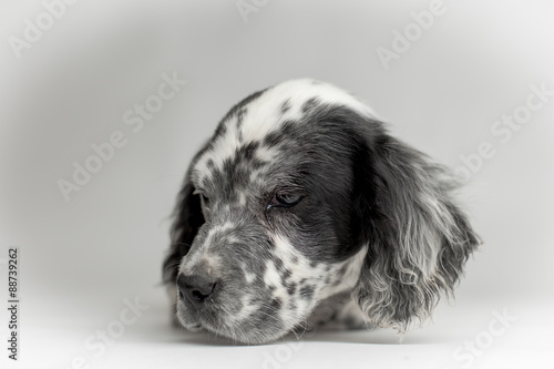 Fototapeta Naklejka Na Ścianę i Meble -  Primo piano della testa di un cucciolo di cane setter inglese a macchie bianco e nero