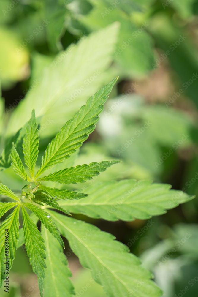 Cannabis plant Cannabis plant