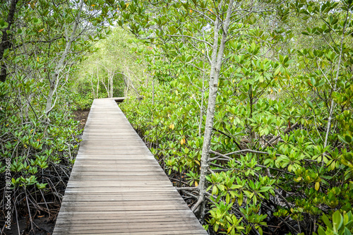 wooden walkway in mangrove forest