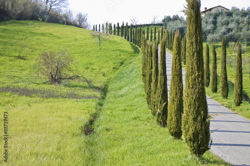 Country Tuscany road with cypresses (Italy)