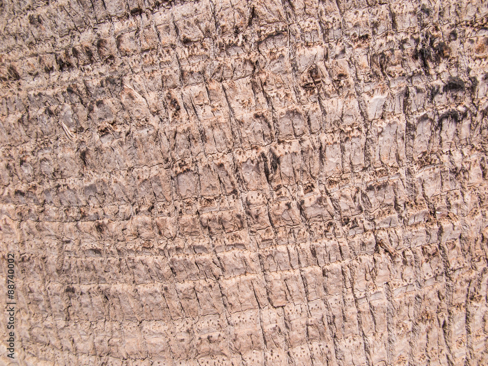 background, bark date palm background, bark date palm