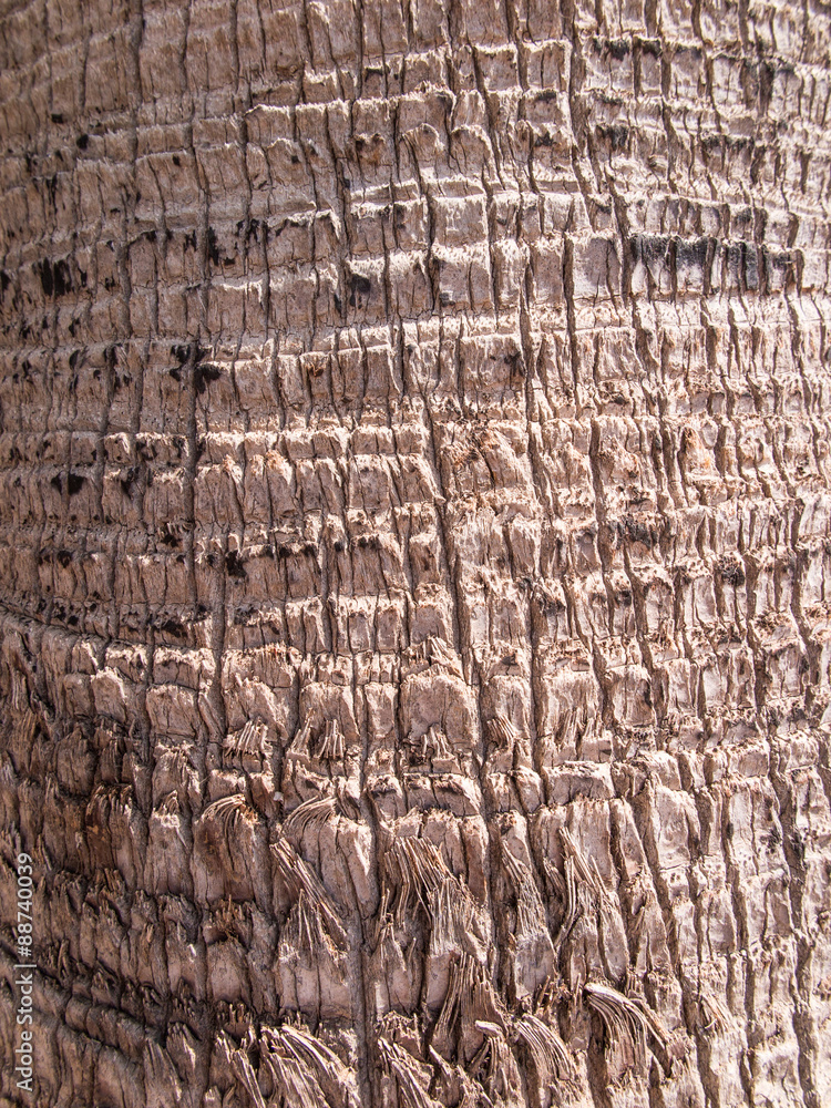 background, bark date palm background, bark date palm
