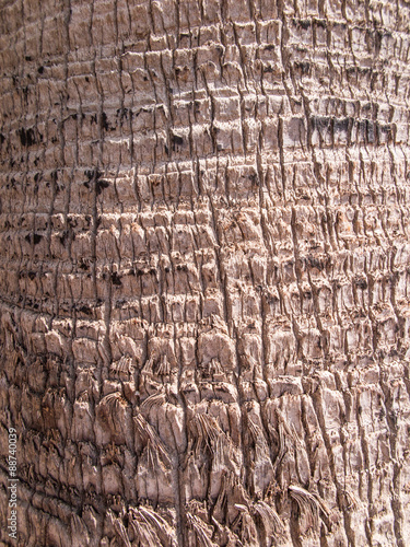 background, bark date palm