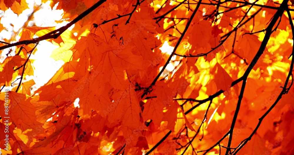 Sun shining through fall leaves blowing in breeze. Slow motion. Colorful golden autumn leaves close up background. 4k graded from RAW. Sun shining through fall leaves blowing in breeze. Slow motion. Colorful golden autumn leaves close up background. 4k graded from RAW.