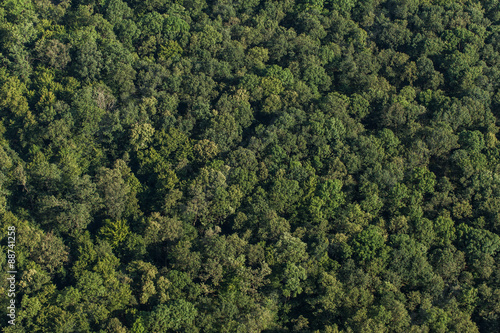 aerial view of the forest © mariusz szczygieł