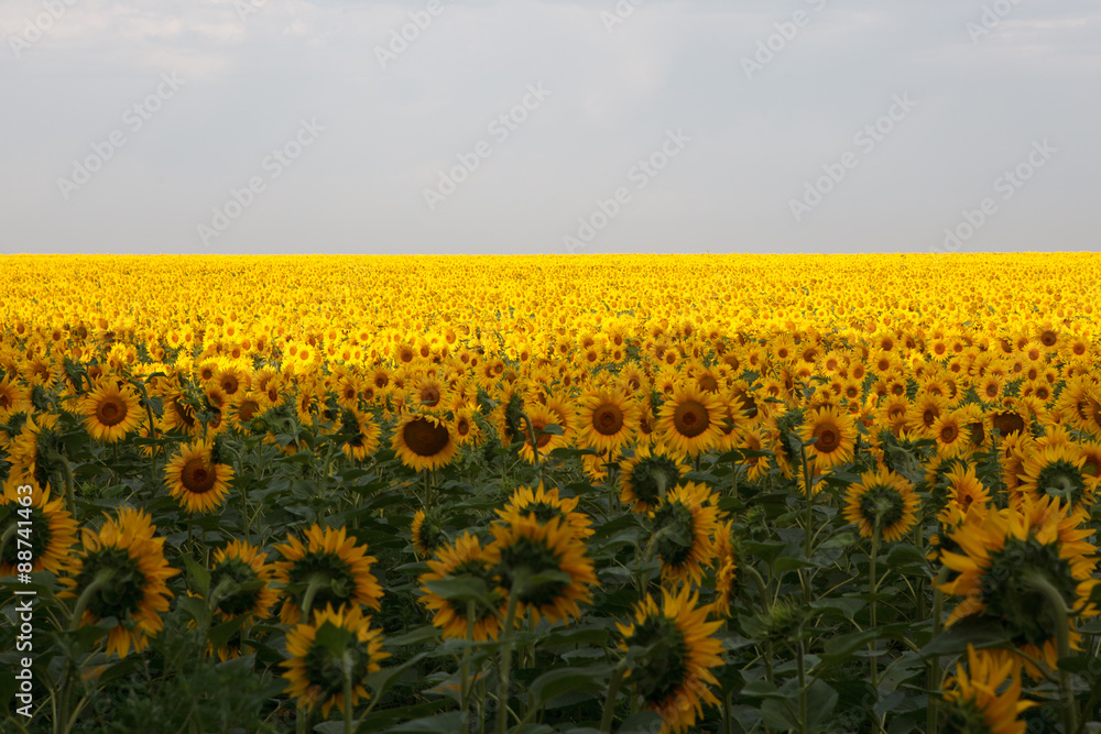 Obraz premium Sunflowers field