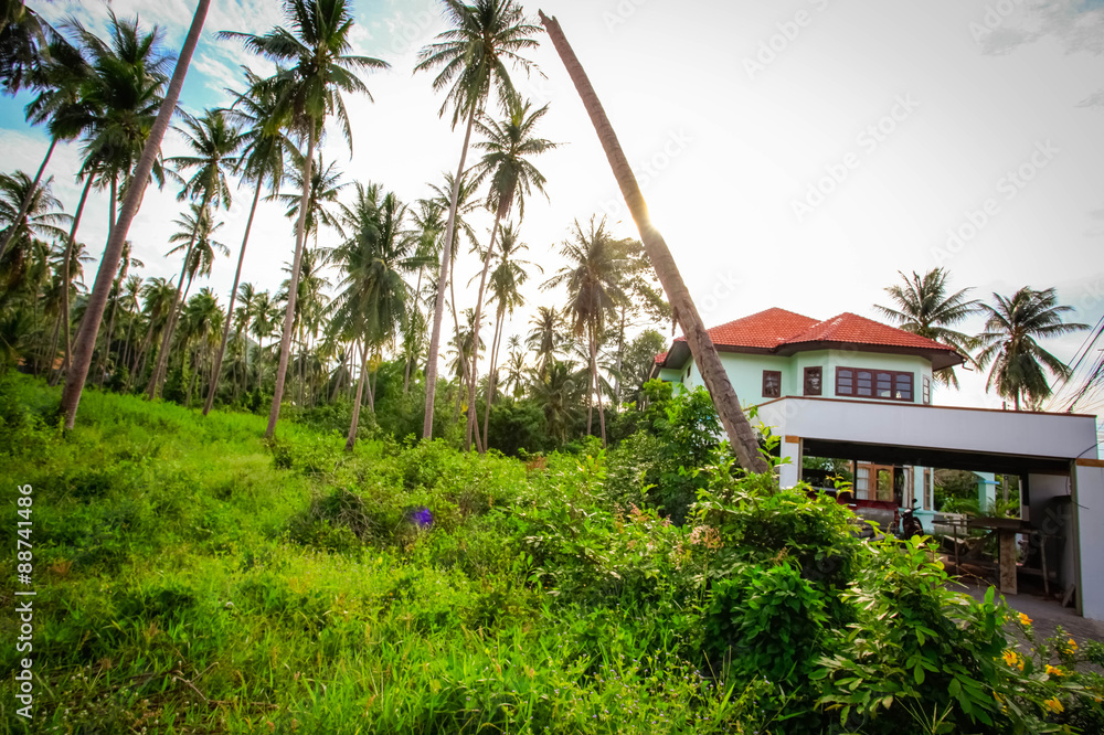 Coconut trees in jungle forest at road and house