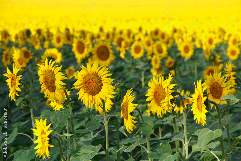 Fototapeta premium Sunflowers field