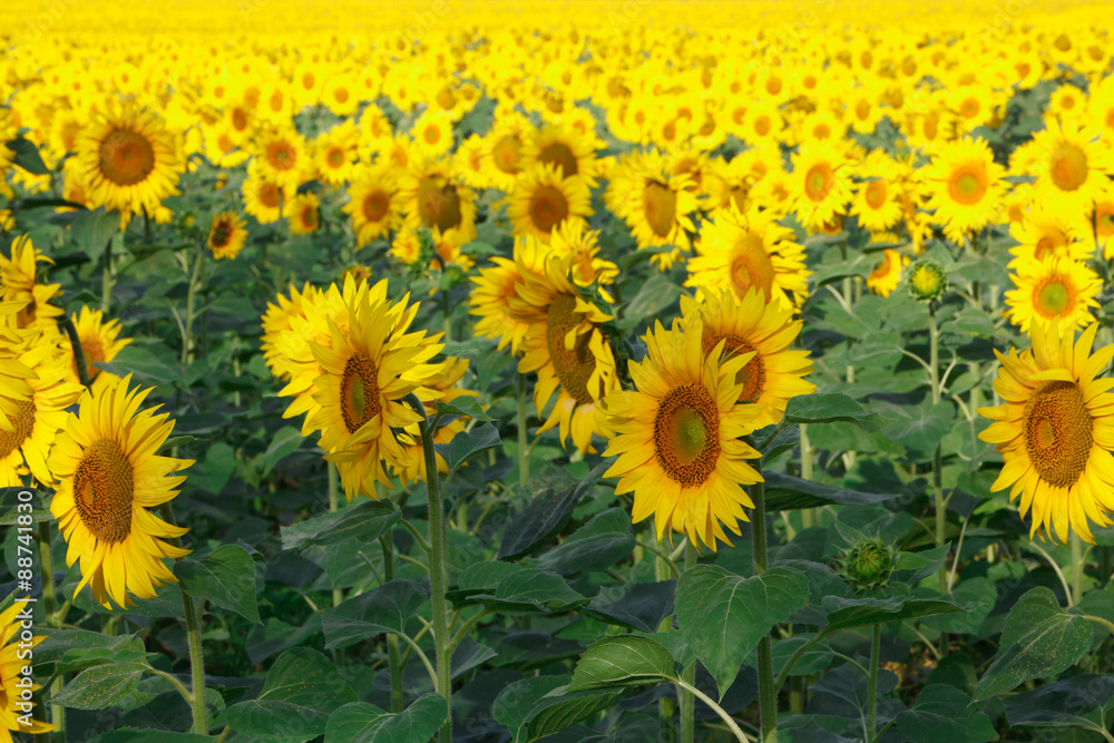 Fototapeta premium Sunflowers field