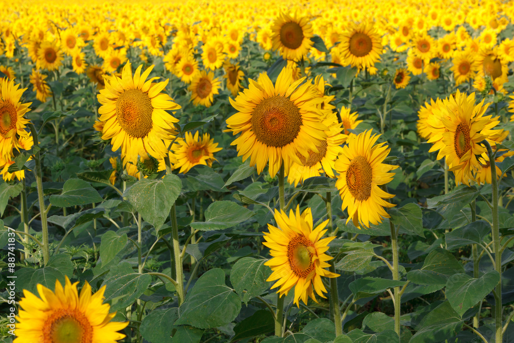 Sunflowers field