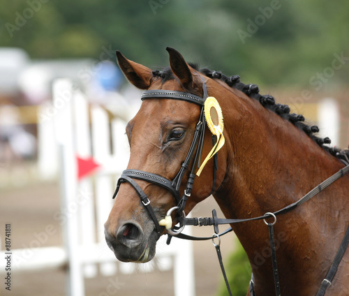 Award winning racehorse during celebration on a show jumping event © acceptfoto