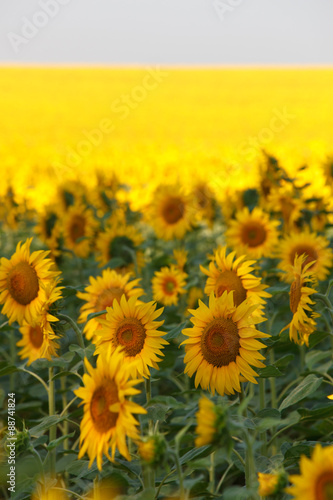 Sunflowers field