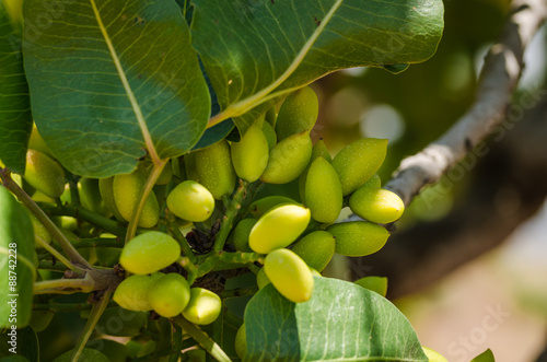 Pistachio trees, Antep , Turkey 