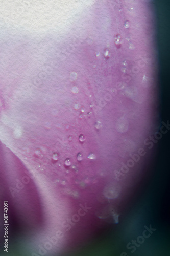 Tulip with Droplets Supermacro