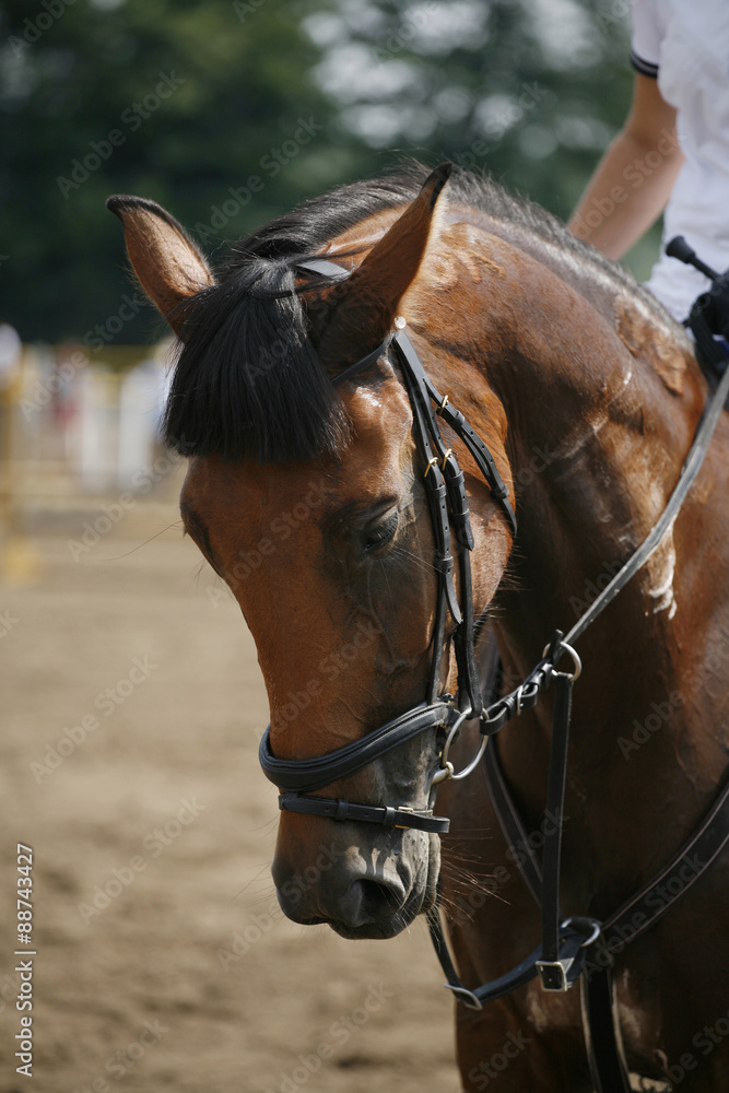 Fototapeta premium Face of a beautiful purebred racehorse on the jumping competition