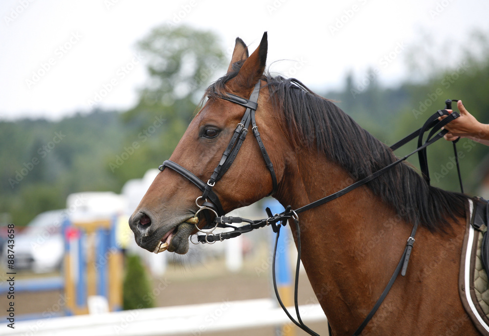 Face of a beautiful purebred racehorse on the jumping competition Face of a beautiful purebred racehorse on the jumping competition